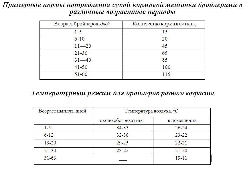 Температурный режим для цыплят-бройлеров: таблица по дням и условия содержания
