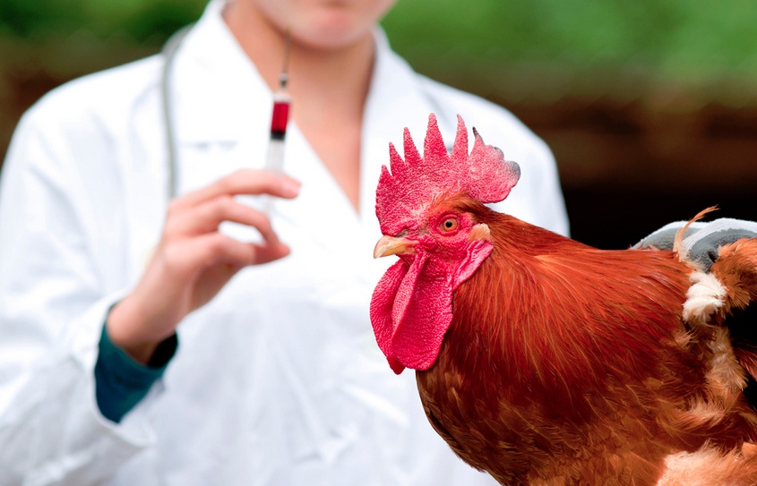 Что надо знать о гриппе птиц