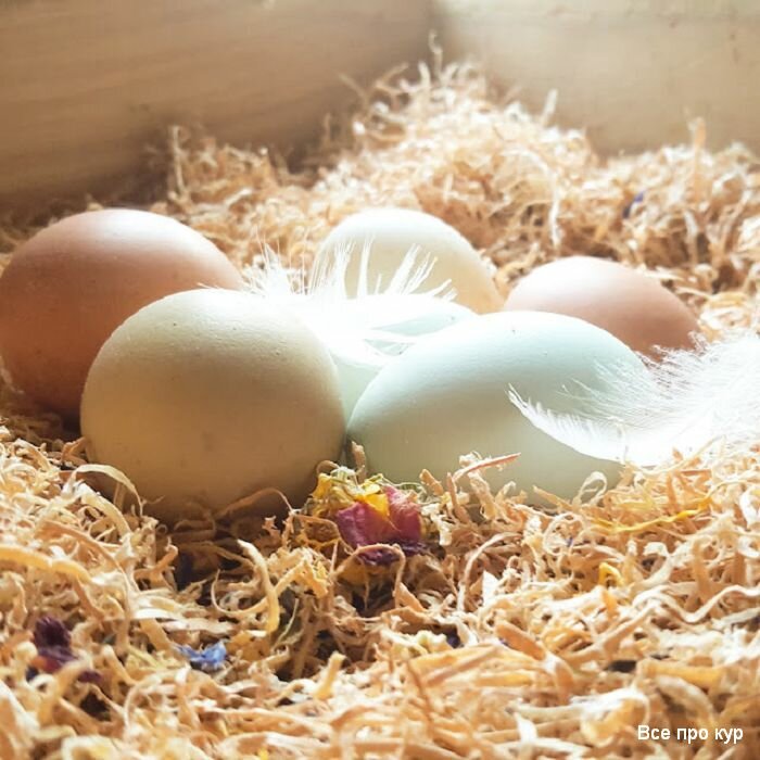 7 советов, как предотвратить расклев яиц несушками