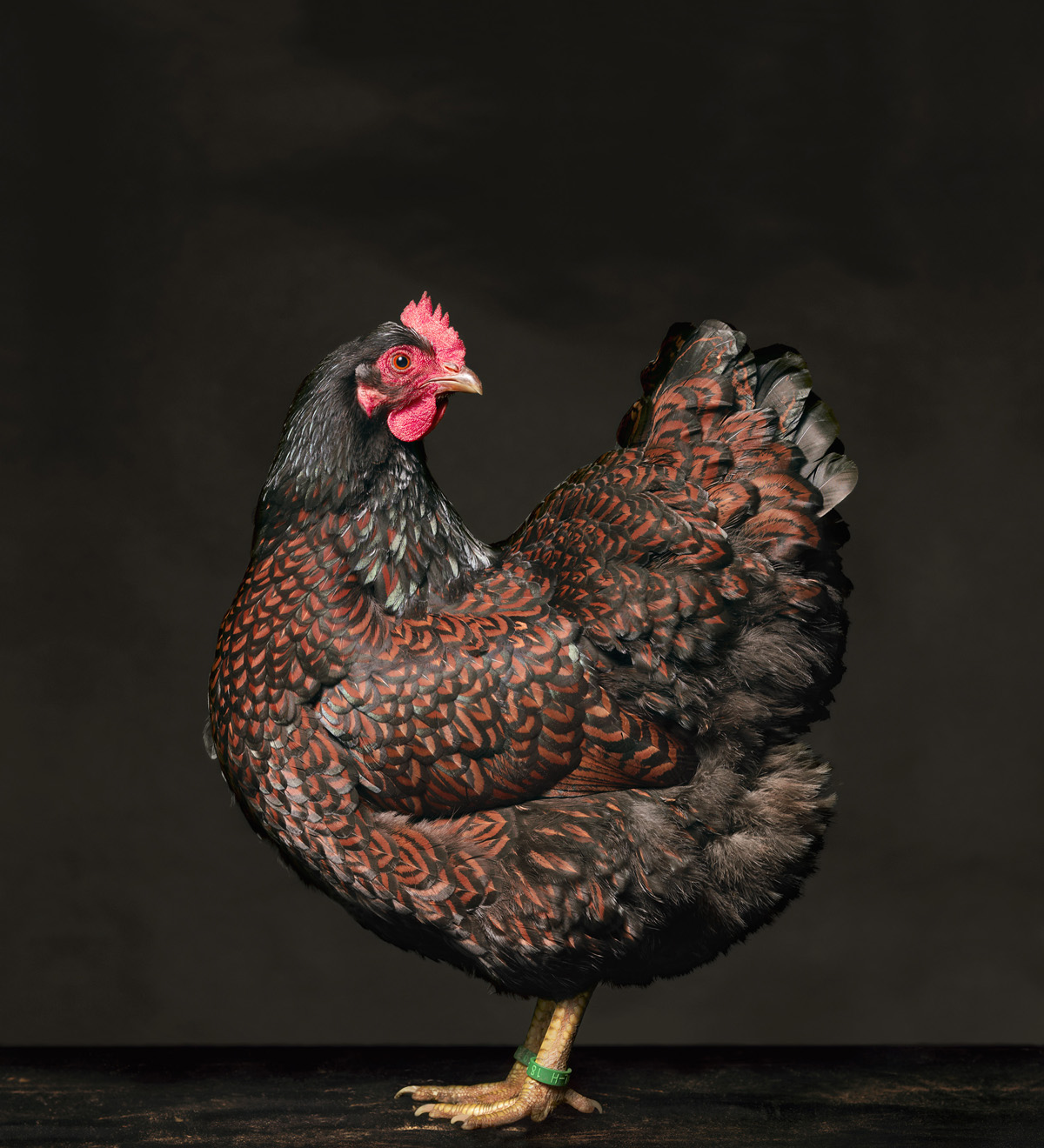 Барневельдер порода кур – описание, фото и видео