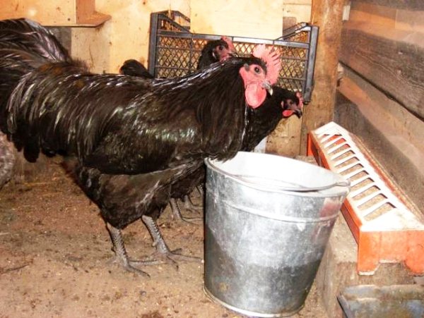 Джерсийский гигант - мясная порода кур. Описание, характеристики, правила выращивания и кормления, яйценоскость