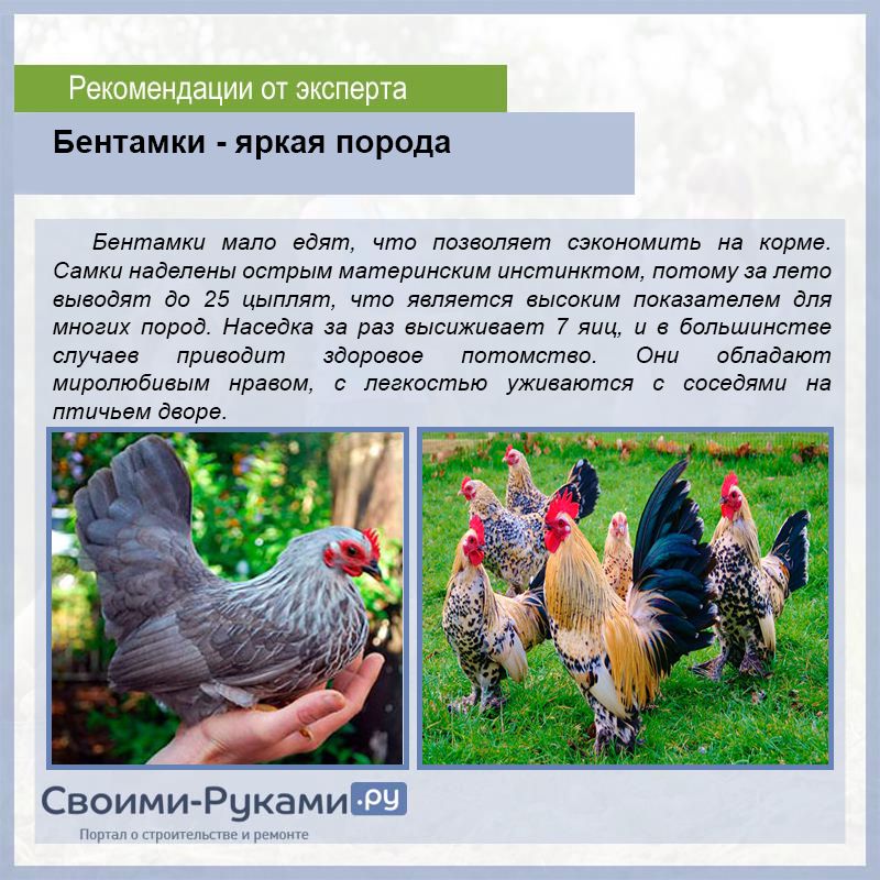 Алтайская Бентамка порода кур – описание с фото и видео
