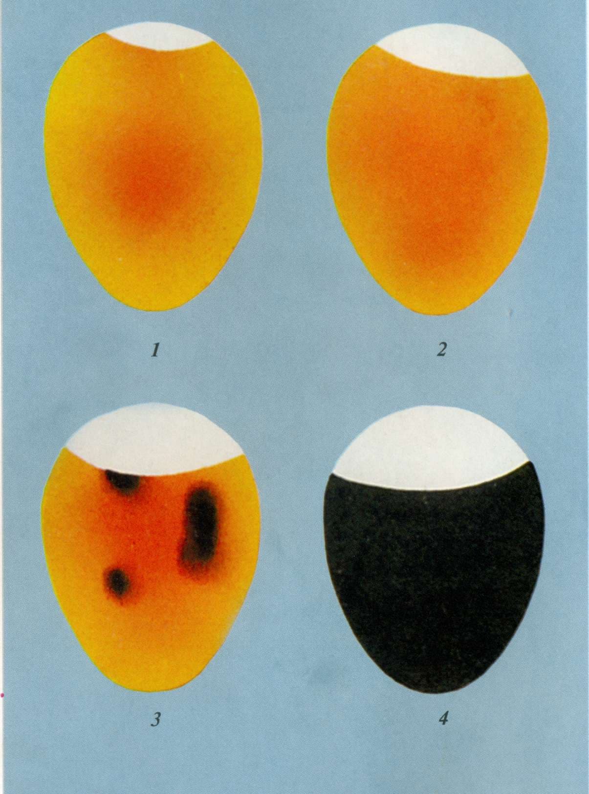 Как определить оплодотворенное яйцо у кур или нет? Способы проверки с помощью овоскопа и без него