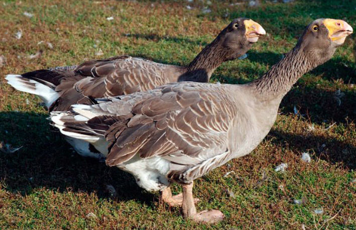 Тульские бойцовые гуси – описание породы, особенности выращивания, продуктивность