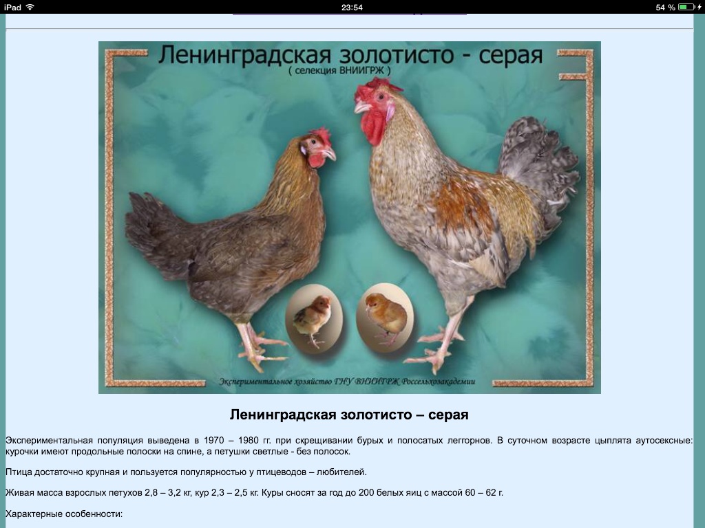 Ленинградские куры фото и описание золотисто-серых