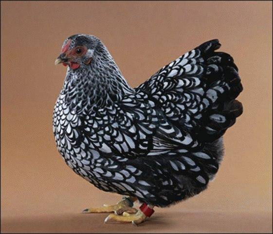 Карликовый виандот - декоративная порода кур. Описание, характеристики, содержание, кормление и инкубация