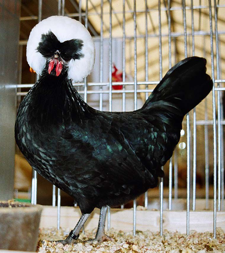 Голландская белохохлая - декоративная порода кур. Описание, содержание, выращивание и уход, кормление