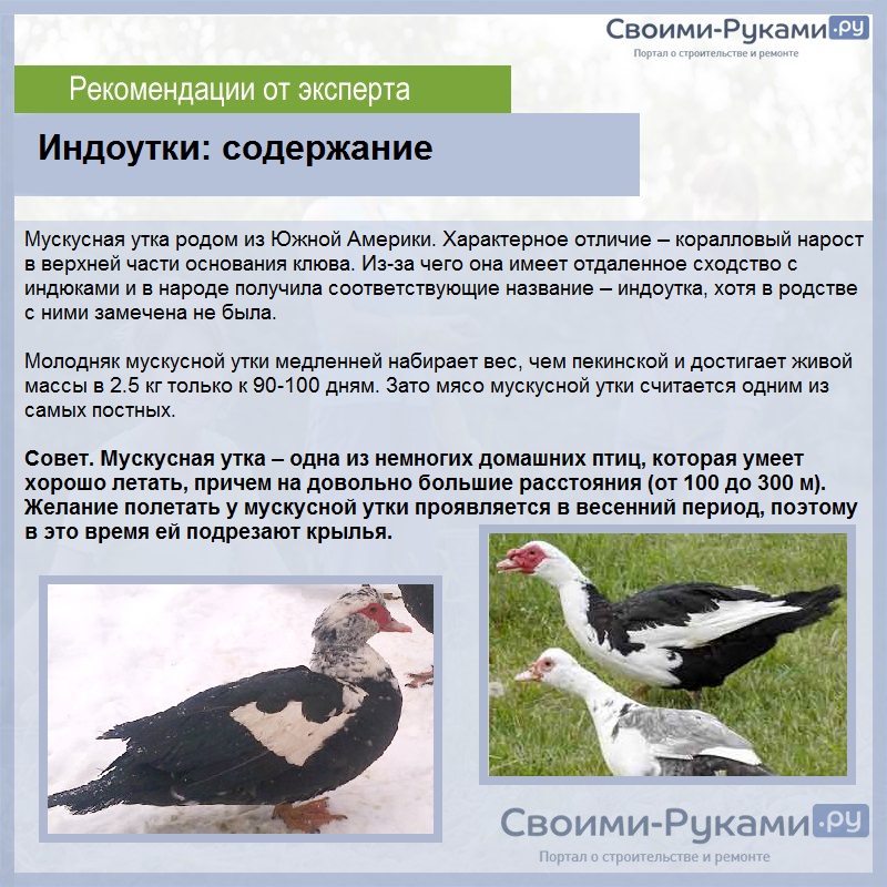 Индоутка, или барбарийская утка – фото и описание породы