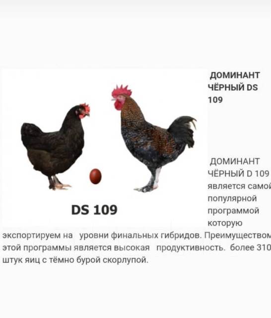 Доминант суссекс 104 - яичный кросс кур. Описание, содержание и выращивание, кормление, инкубация