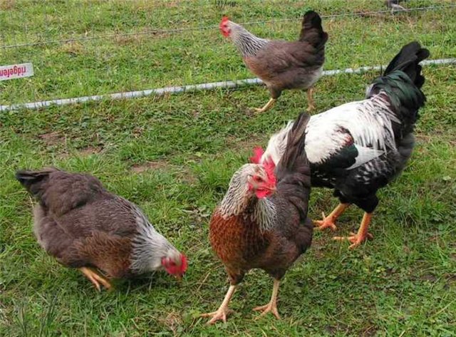 Вельзумер порода кур – описание, фото и видео