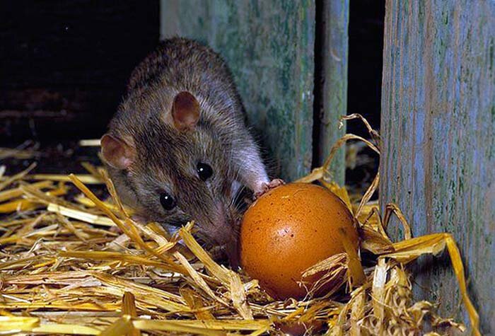 Крысы в птичнике и как избавиться