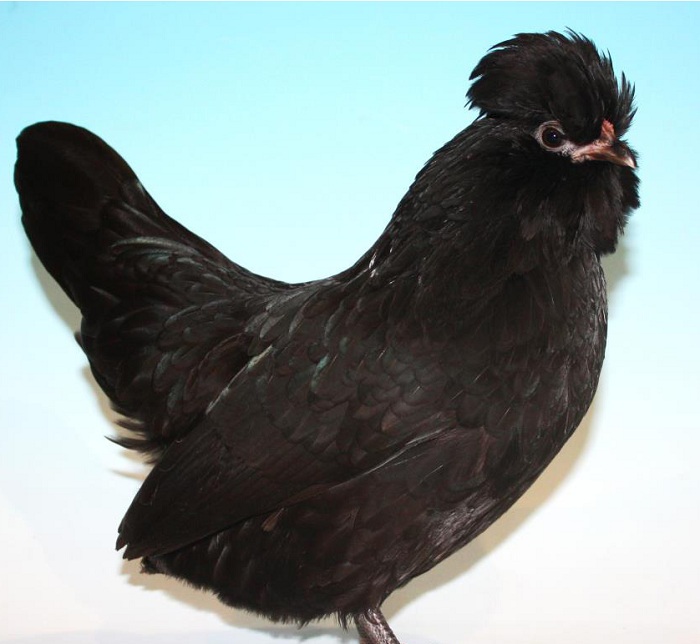 Антверпенская карликовая бородатая порода кур – описание с фото и видео