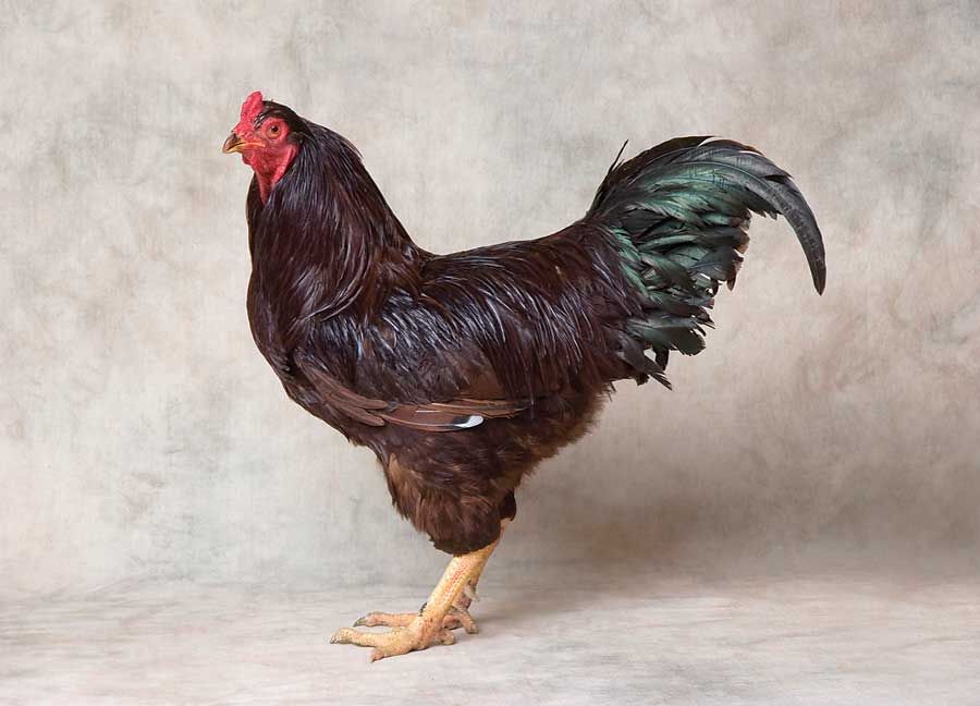 Шантеклер - мясо-яичная порода кур. Описание, характеристики, содержание, разведение и кормление