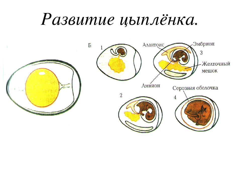 Яйцо в курице — как образовывается и развивается?