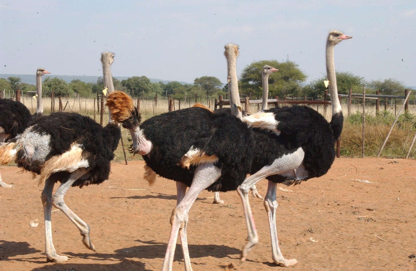 Сомалийский страус – особенности содержания в российских фермерских хозяйствах