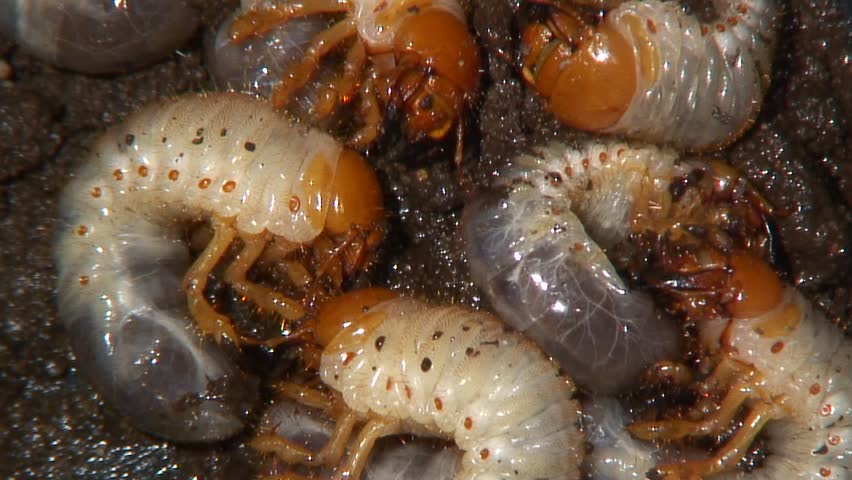 Кормление кур червями и личинками насекомых