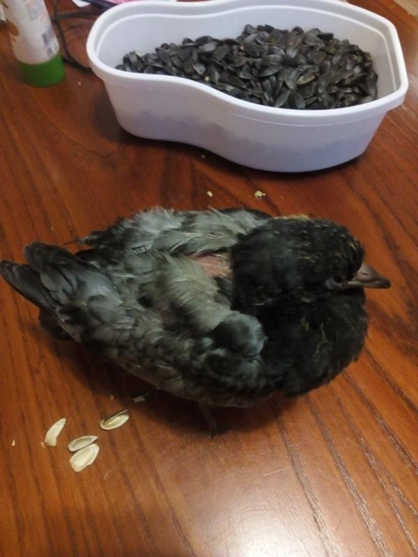 Как выходить и чем кормить птенца голубя