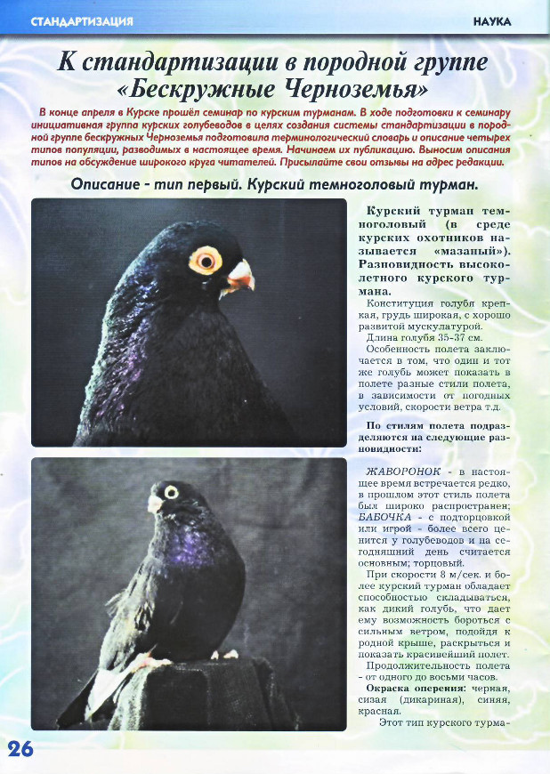 Порода курских голубей – особенности внешнего вида, летные характеристики