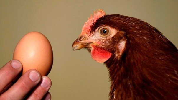 Почему курица кудахчет, когда снесет яйцо и можно ли отучить птицу кричать?