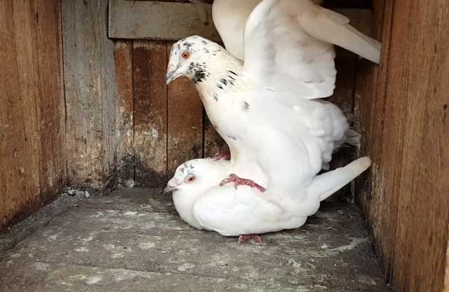 Как спариваются голуби: все нюансы получения потомства