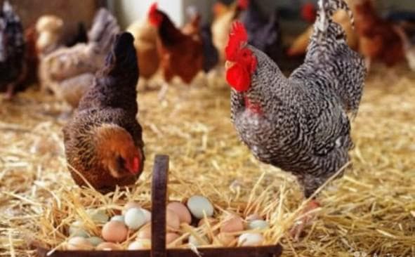 Расклев и поедание курами яиц: признаки, причины и способы борьбы с проблемой
