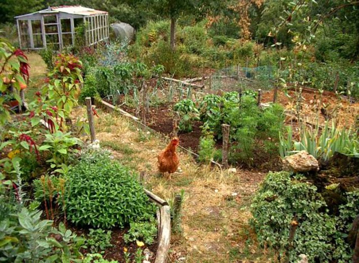 3 способа совместить кур и огород на дачном участке