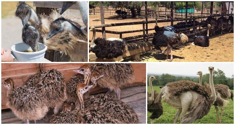 Африканские страусы – как разводить на фермах в российских условиях