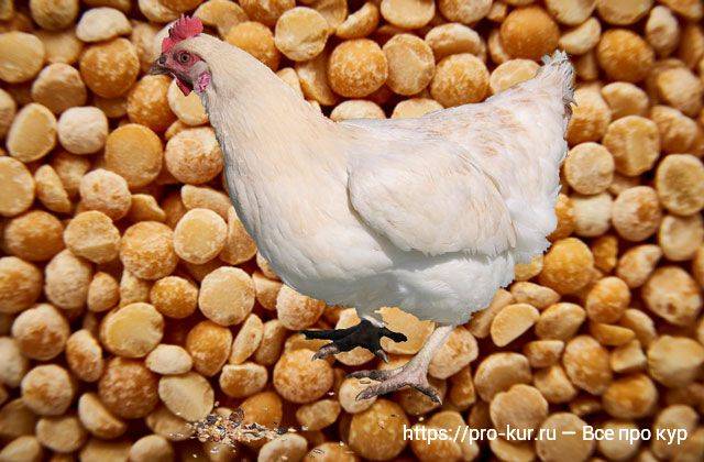 Лебеда для кур несушек и цыплят – польза и вред