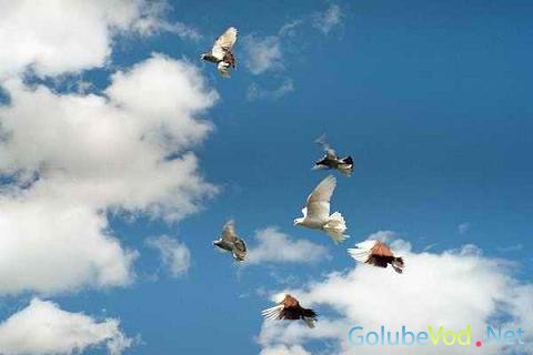 Голуби турманы: почему этих голубей могут разводить лишь опытные специалисты