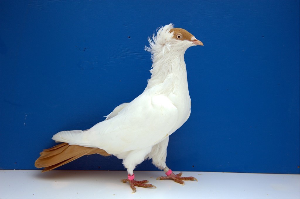 Немецкие голуби монахи: описание породы и происхождение