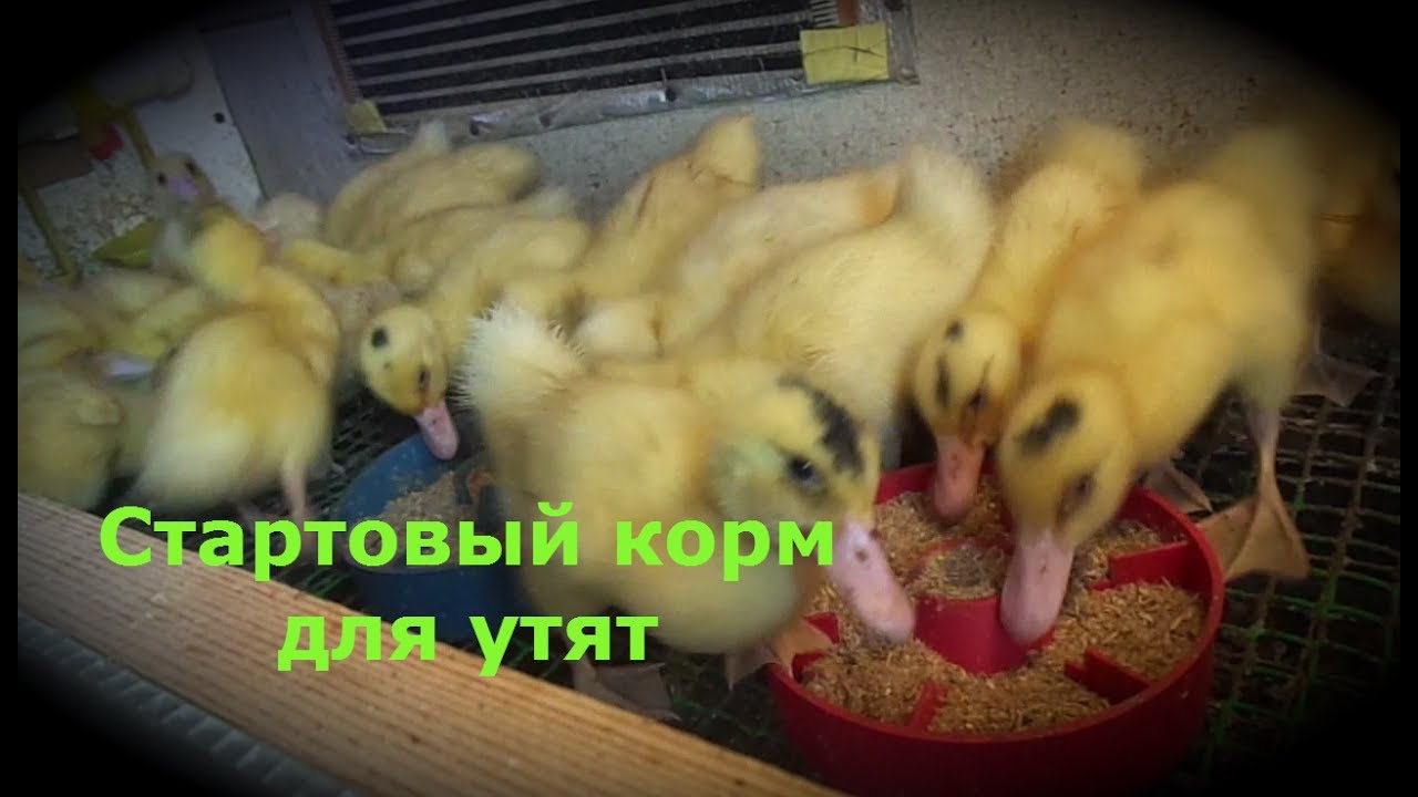 Комбикорм для мулардов. Корм для утят. Для уток корм старт. Кормление уток. Автомат для выдачи корма для уток.