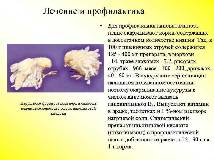 ВитОкей: инструкция по применению в ветеринарии для птиц и свиней