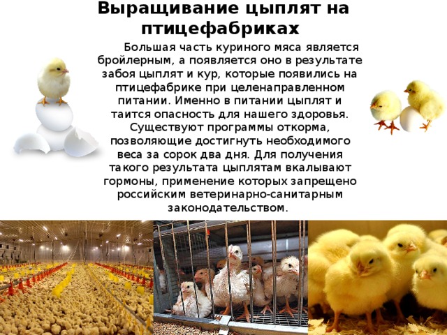 Каких цыплят выбрать для выращивания на мясо и яйцо?