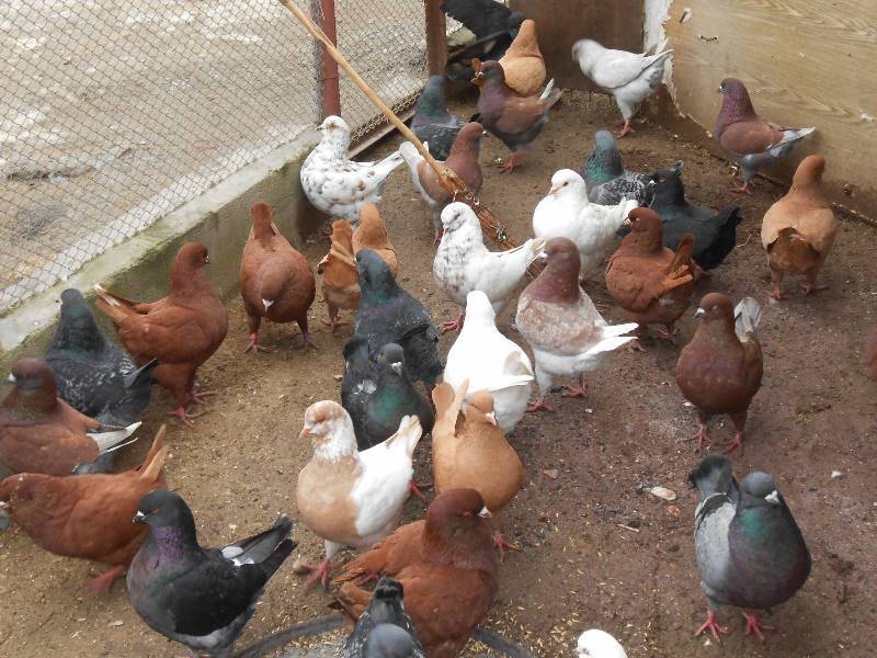 Разведение голубей на мясо, как бизнес: как организовать и найти сбыт