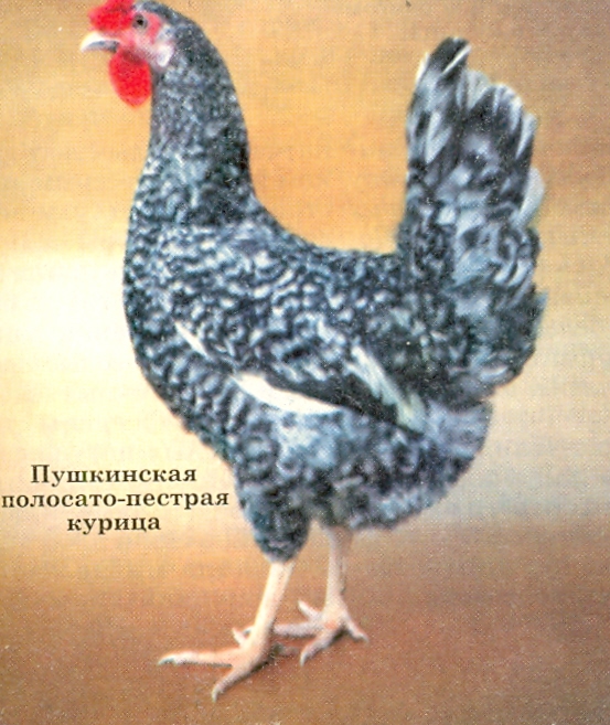 Пушкинская порода кур – описание, фото и видео
