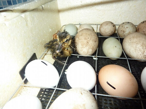 Курица села на яйца, что делать дальше? Подготовка гнезда, продолжительность высиживания и уход за несушкой