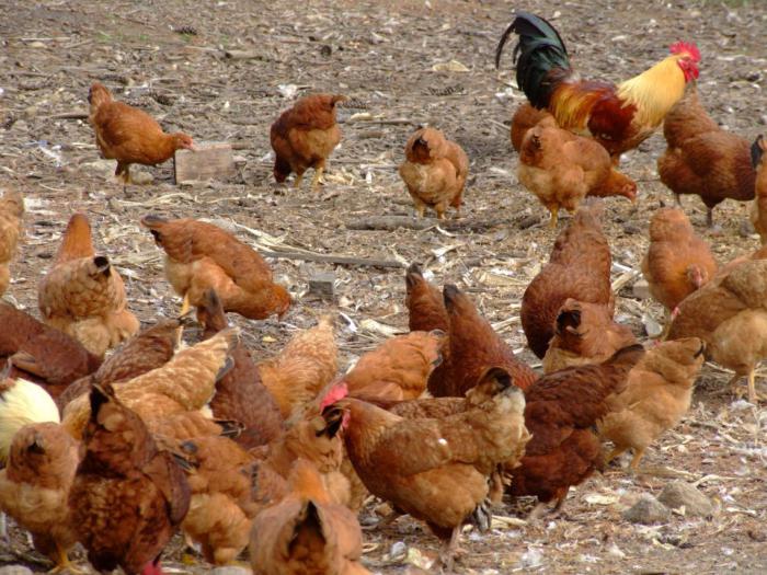 Как и чем кормить цыплят Кучинской юбилейной породы