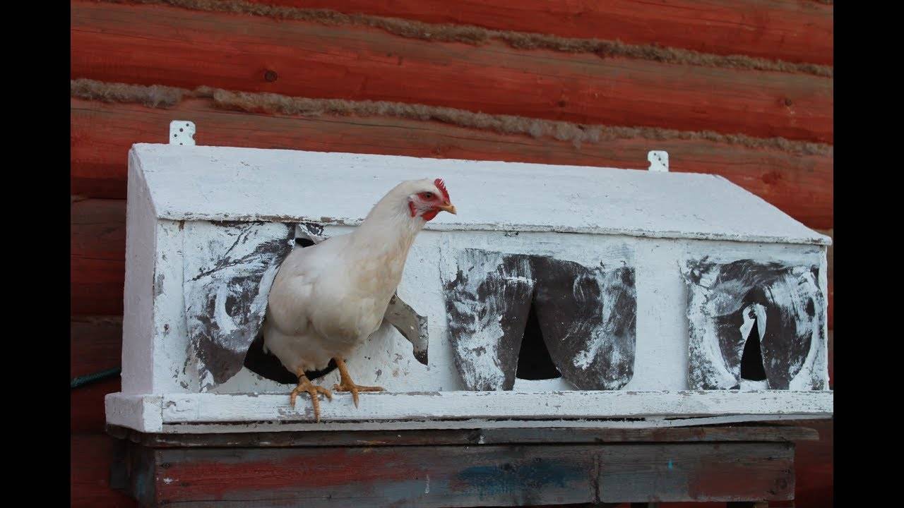 7 причин повесить занавески на гнезда для кур