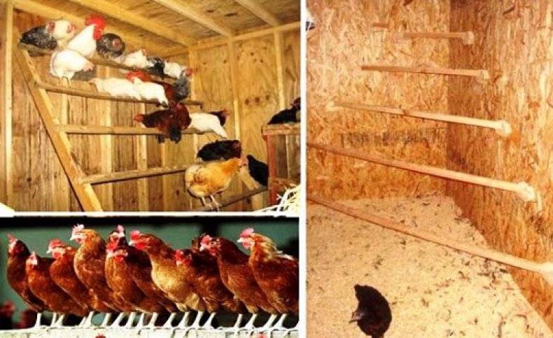 Зачем нужны занавески для куриных гнезд и можно ли обойтись без шторок?