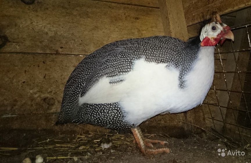Волжская белая цесарка – содержание, нюансы кормления взрослых птиц и птенцов