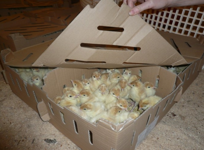 Большая коробка для суточных цыплят