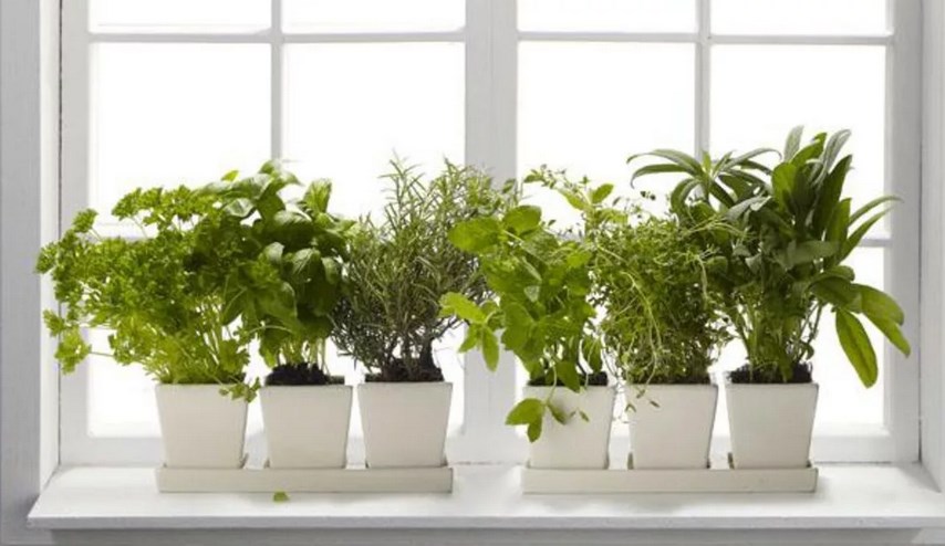 Как вырастить 5 полезных растений на подоконнике