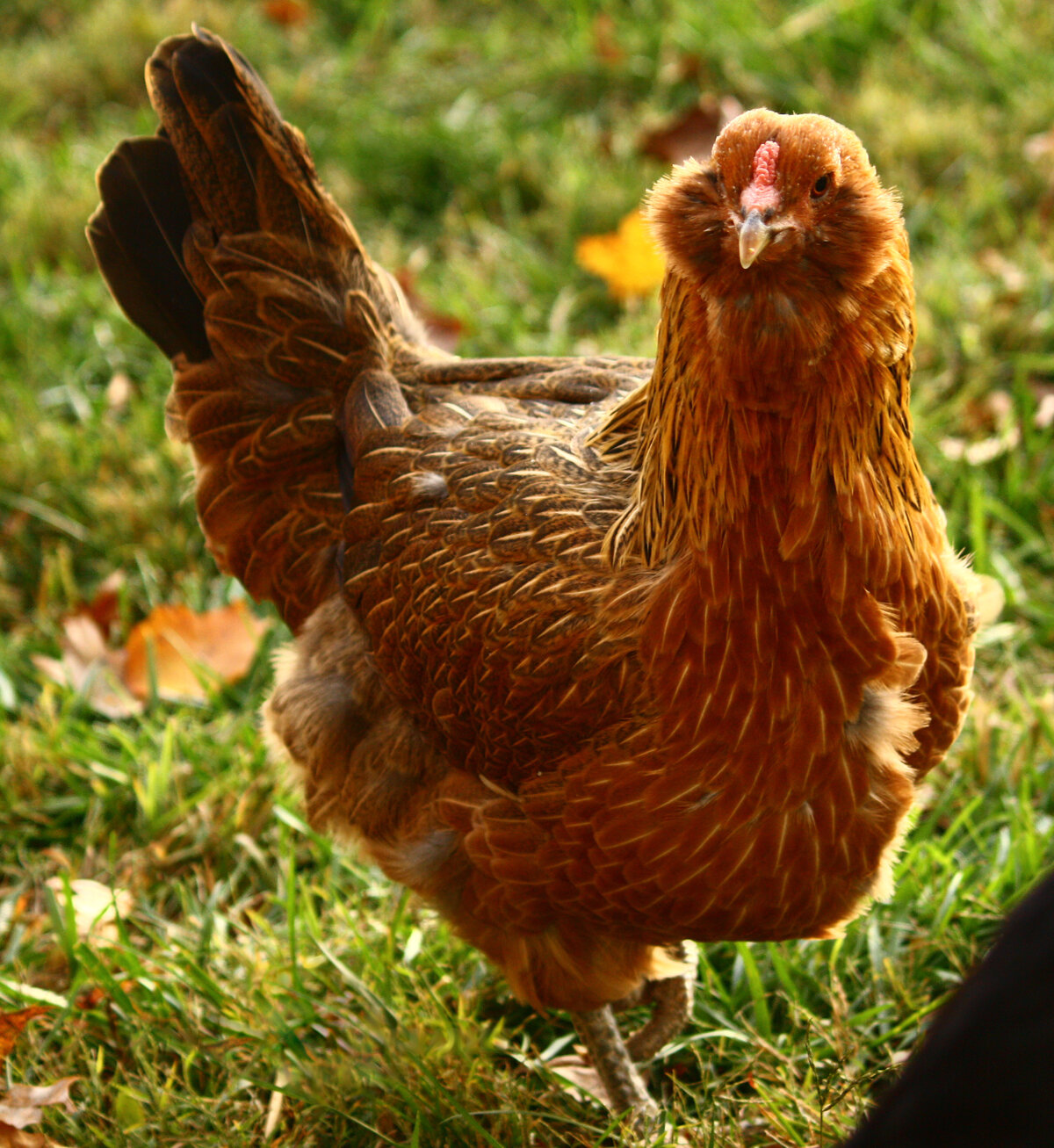 Шотландские дампи - мясо-яичная порода кур. Описание, характеристики, содержание, разведение и кормление
