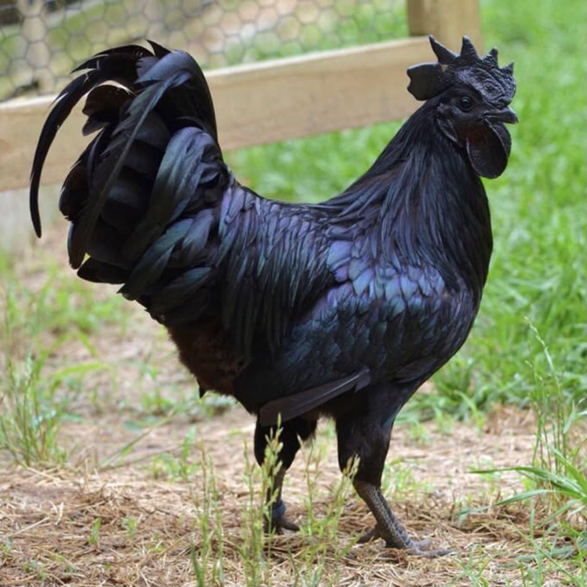 Аям Цемани - декоративная порода кур. Описание, характеристики, содержание и выращивание