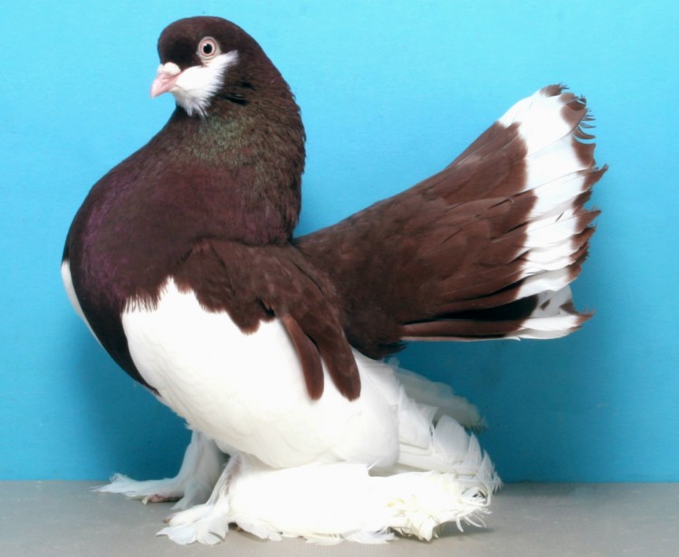 Обзор всех видов голубей с фото и описанием