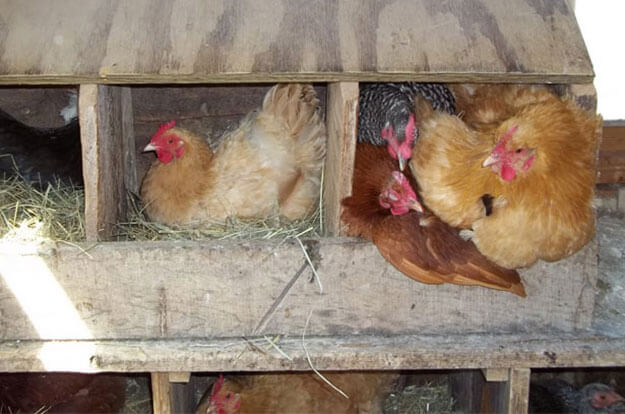 Куры клюют свои яйца – в чем причина и что делать?