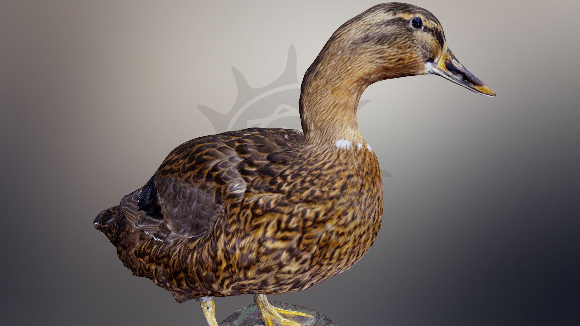Каковы особенности руанской утки, описание породы с фото, отзывы владельцев