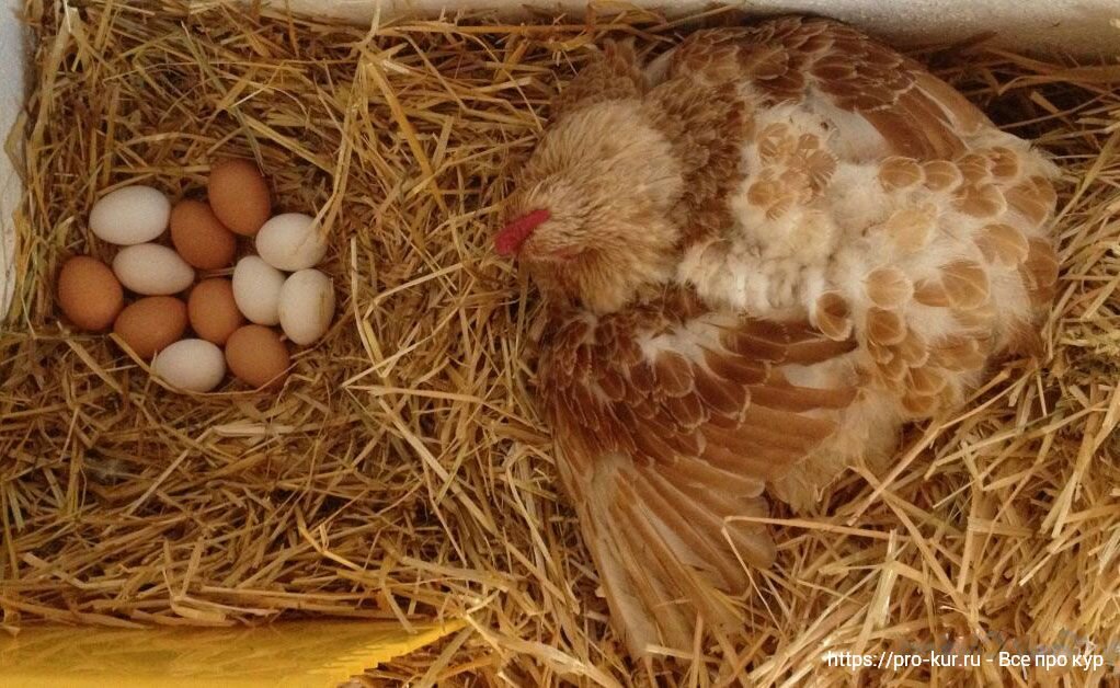 Как отучить курицу от насиживания яиц? Действенные способы: отсаживание, темнота, холодная вода, голодовка
