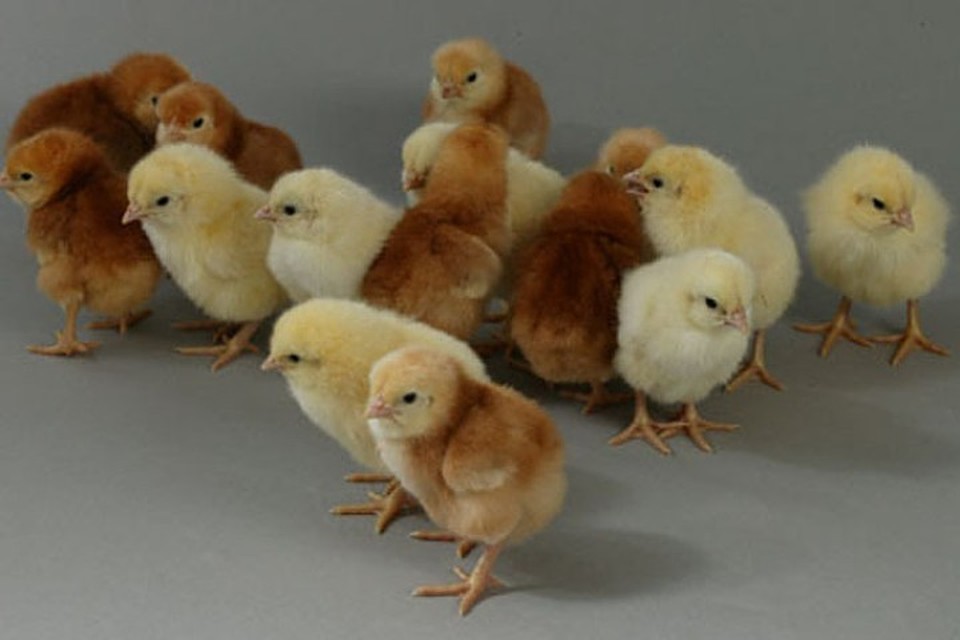 Фото цыплят разных пород кур – суточные и подрощенные