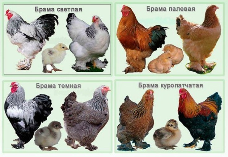 Русская хохлатая - декоративная порода кур. Описание, характеристики, особенности содержания и кормления